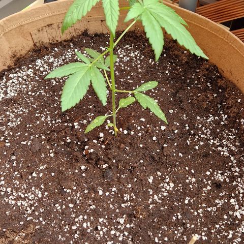 Blue Cheese growlog timeline photo