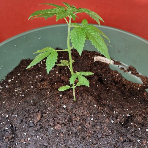 Kosher Kush 1 growlog timeline photo