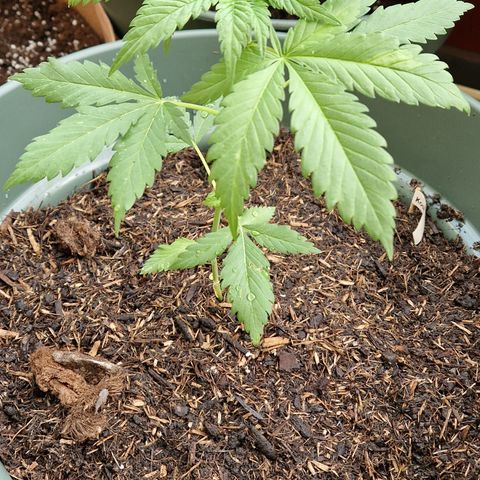 Kosher Kush 2 growlog timeline photo