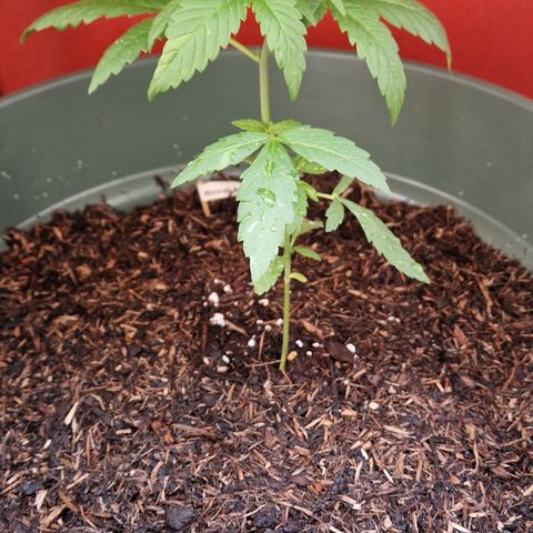 Royal AK growlog timeline photo