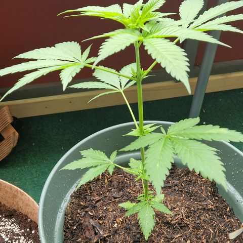 Kosher Kush 2 growlog timeline photo