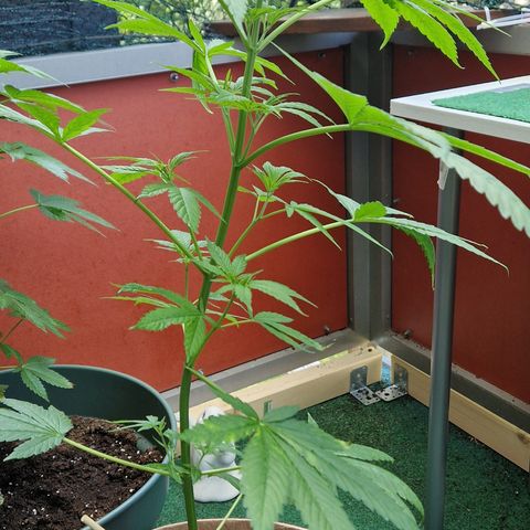 Blue Cheese growlog timeline photo