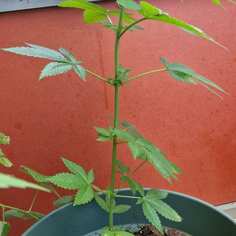 Kosher Kush 1 growlog timeline photo