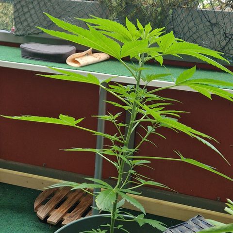 Royal AK growlog timeline photo