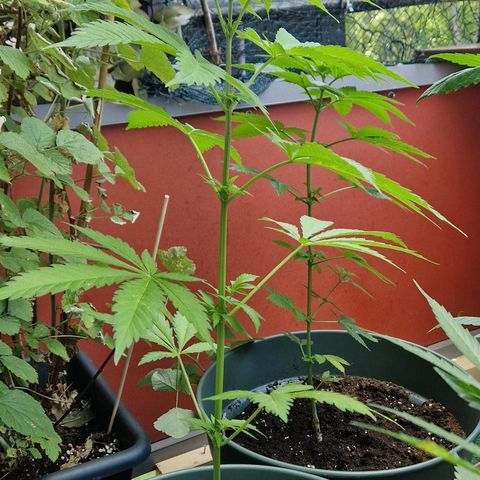 Kosher Kush 2 growlog timeline photo