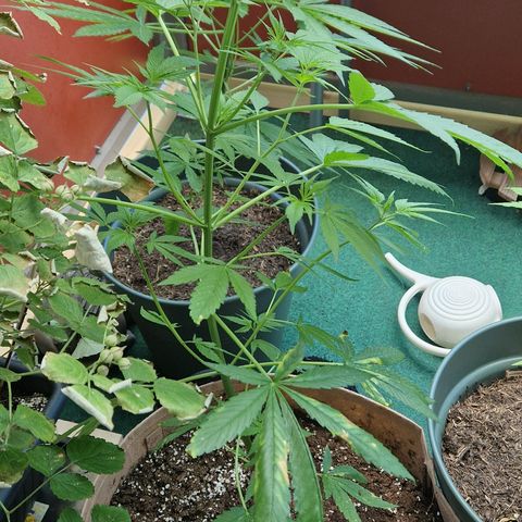 Blue Cheese growlog timeline photo