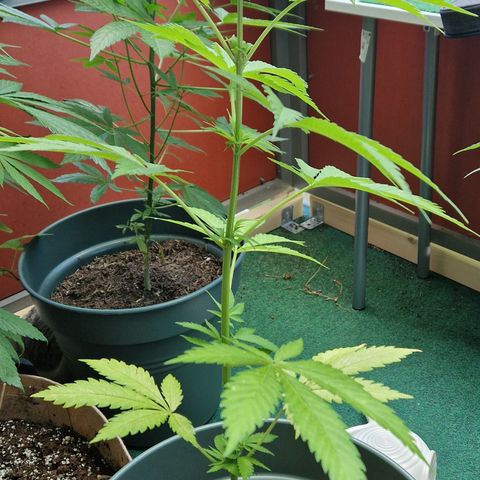 Kosher Kush 1 growlog timeline photo