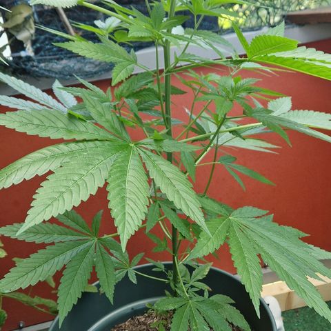 Kosher Kush 2 growlog timeline photo
