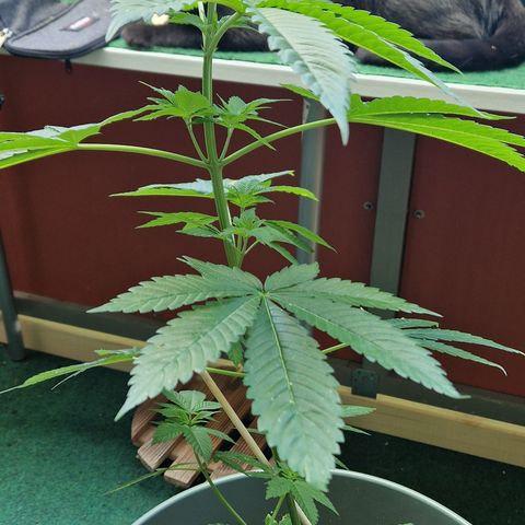 Royal AK growlog timeline photo