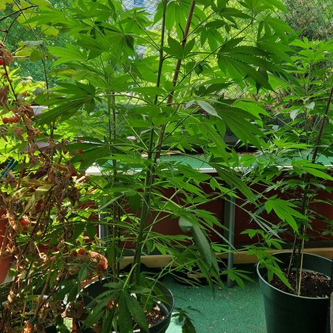 Blue Cheese growlog timeline photo