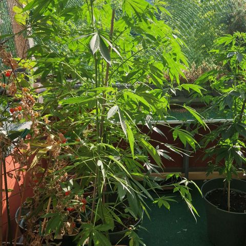 Blue Cheese growlog timeline photo