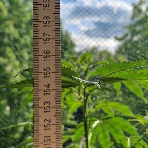 Blue Cheese growlog timeline photo