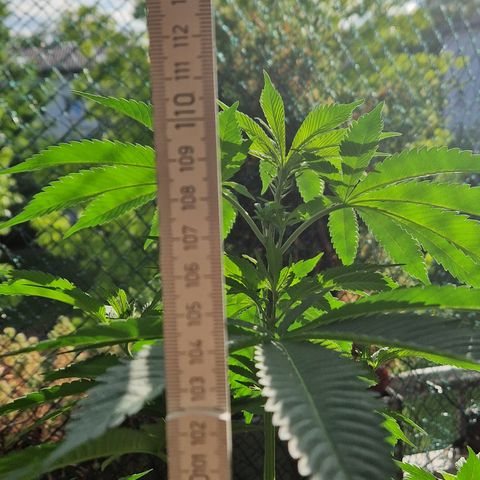 Kosher Kush 2 growlog timeline photo