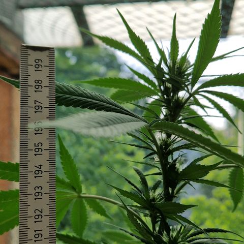 Blue Cheese growlog timeline photo