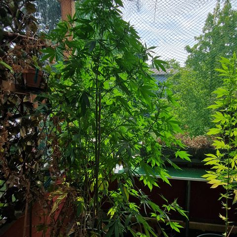 Blue Cheese growlog timeline photo