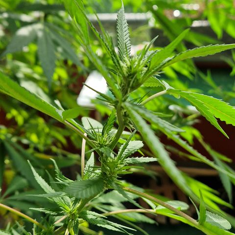 Blue Cheese growlog timeline photo