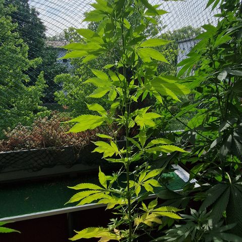 Kosher Kush 1 growlog timeline photo
