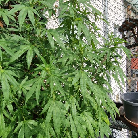 Royal AK growlog timeline photo