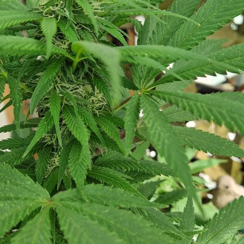 Blue Cheese growlog timeline photo