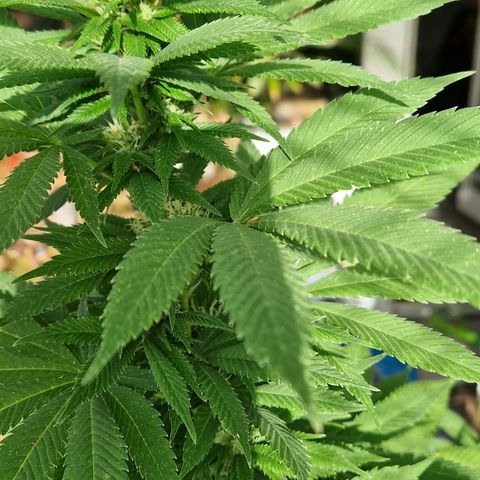 Kosher Kush 2 growlog timeline photo