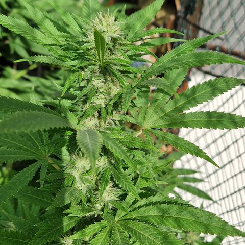 Royal AK growlog timeline photo