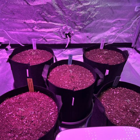 Strawberry Banana #2 growlog timeline photo