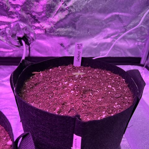 Gelato #1 growlog timeline photo
