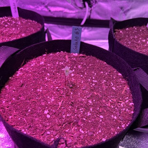 Gelato #3 growlog timeline photo