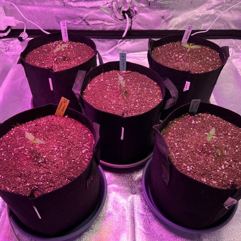 Strawberry Banana #2 growlog timeline photo