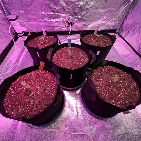 Strawberry Banana #2 growlog timeline photo