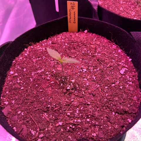 Strawberry Banana #2 growlog timeline photo