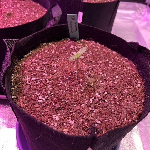 Strawberry Banana #1 growlog timeline photo