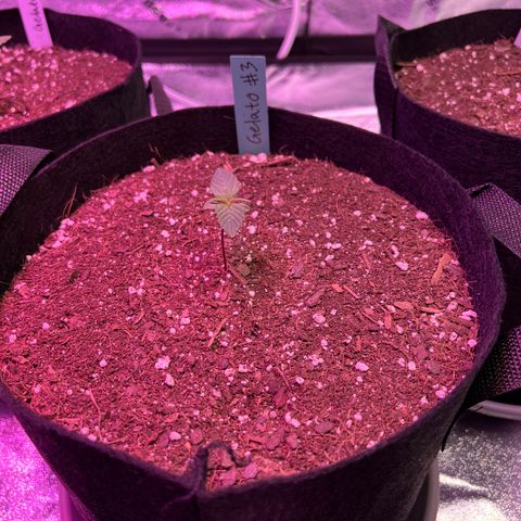 Gelato #3 growlog timeline photo