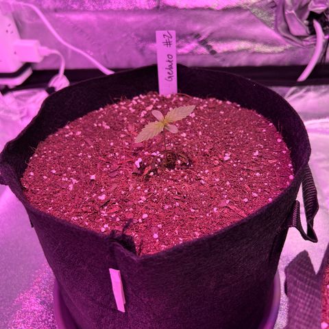 Gelato #2 growlog timeline photo
