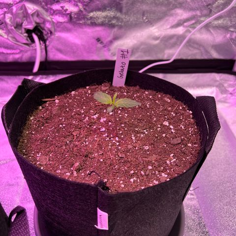 Gelato #1 growlog timeline photo