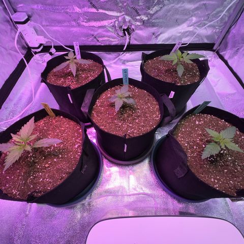 Strawberry Banana #2 growlog timeline photo