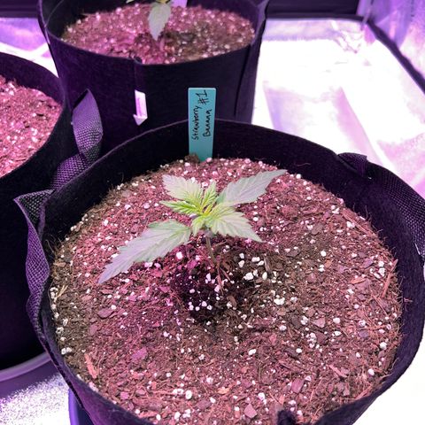 Strawberry Banana #1 growlog timeline photo
