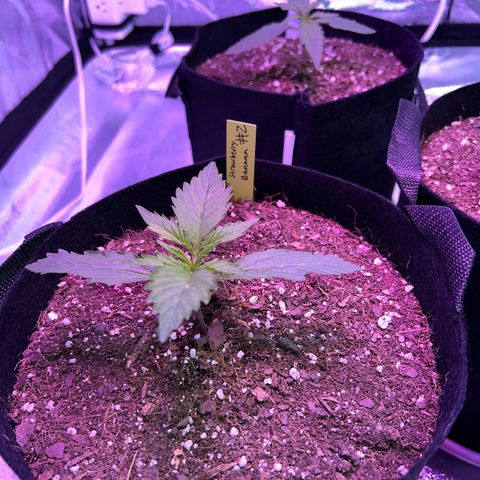 Strawberry Banana #2 growlog timeline photo