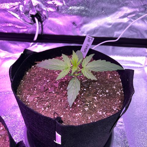 Gelato #1 growlog timeline photo