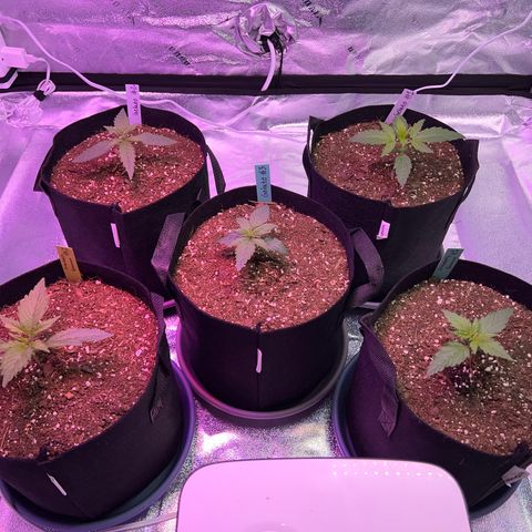 Strawberry Banana #2 growlog timeline photo