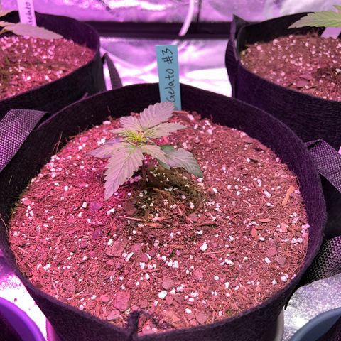 Gelato #3 growlog timeline photo