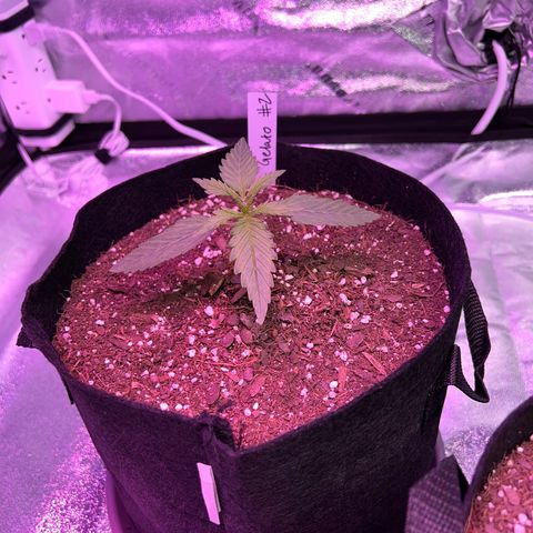 Gelato #2 growlog timeline photo