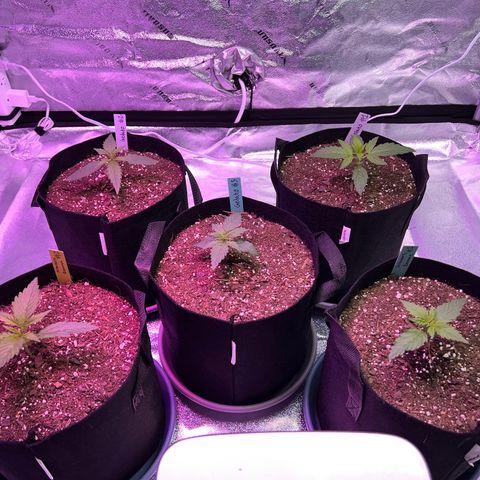 Strawberry Banana #2 growlog timeline photo