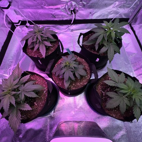 Strawberry Banana #2 growlog timeline photo