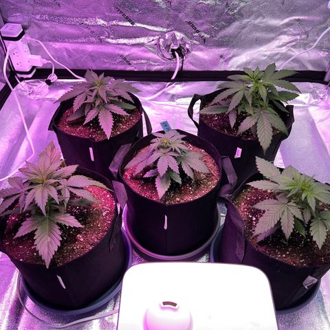 Strawberry Banana #2 growlog timeline photo