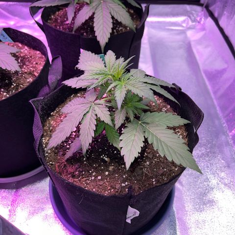 Strawberry Banana #1 growlog timeline photo