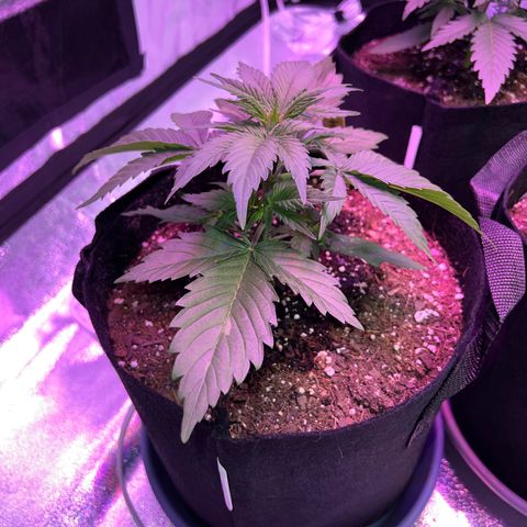 Strawberry Banana #2 growlog timeline photo