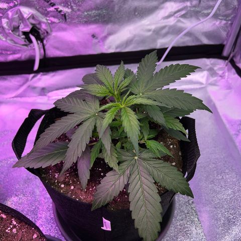 Gelato #1 growlog timeline photo