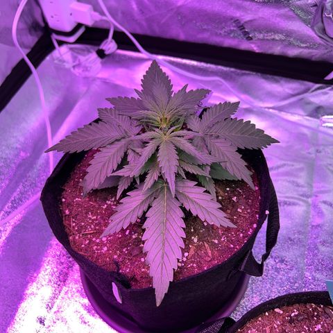 Gelato #2 growlog timeline photo