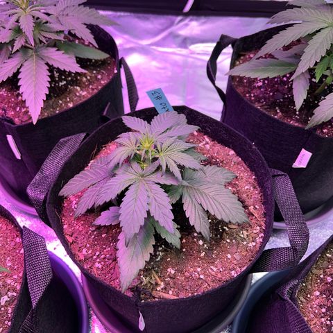 Gelato #3 growlog timeline photo